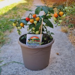 Cüce domates tohumları Evita