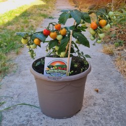 Price: €2.25 - Semillas de tomate enano Evita - 