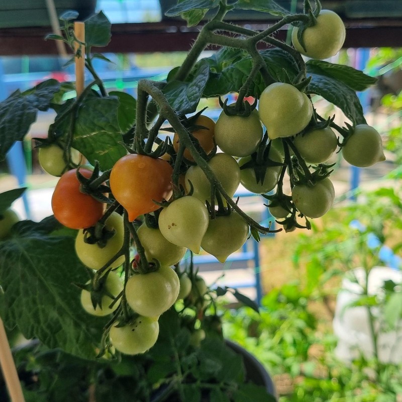 Dvärgtomatfrön Evita