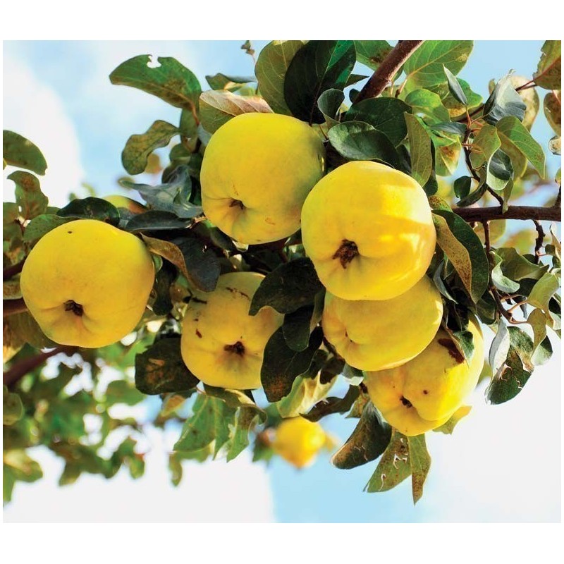 Price: €2.45 - Rosenkvitten frön (Chaenomeles Japonica) - 
