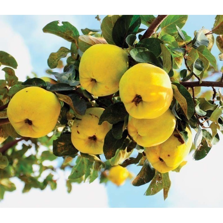 Flowering Quince Seeds (Chaenomeles Japonica) - 2.45