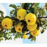 Price: €2.45 - Rosenkvitten frön (Chaenomeles Japonica) - 