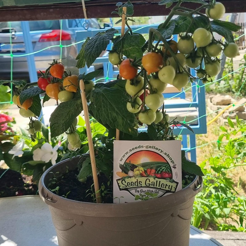 Dvärgtomatfrön Evita