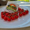 Österreich BLUE ANGEL Cherry Rispentomaten Samen