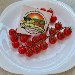 Semillas de tomate cereza...