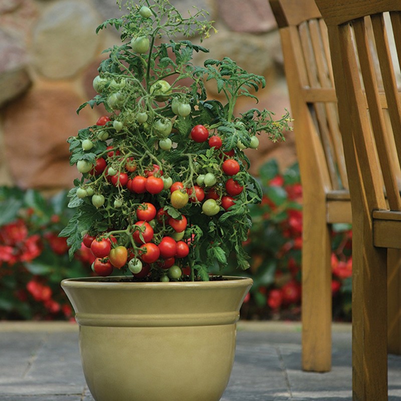 Price: €1.85 - Ντομάτα σπόρος GERANIUM KISS - Seeds Gallery