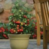 Price: €1.85 - Ντομάτα σπόρος GERANIUM KISS - Seeds Gallery