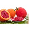 Semillas de Gac Fruit (Momordica cochinchinensis)