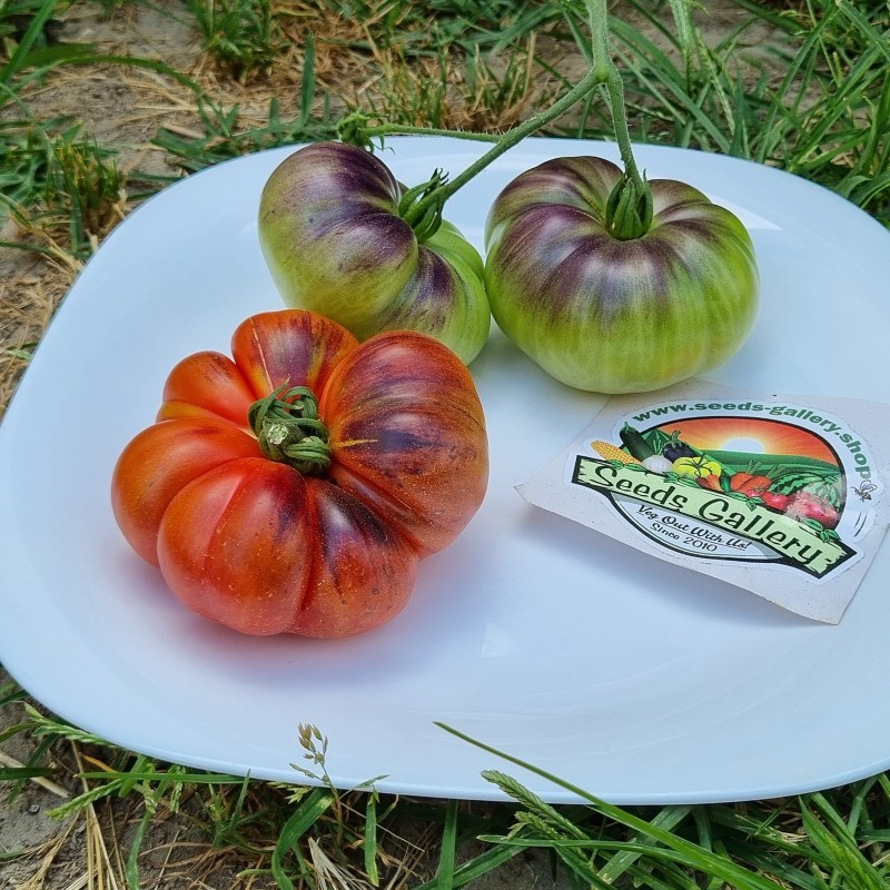 Semillas de tomate Mar Azul