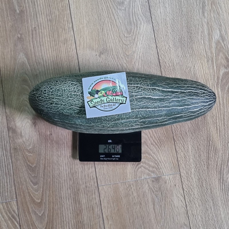 Price: €2.25 - Semillas de Melón Pepino reticulado armenio gigante - Seeds Gallery