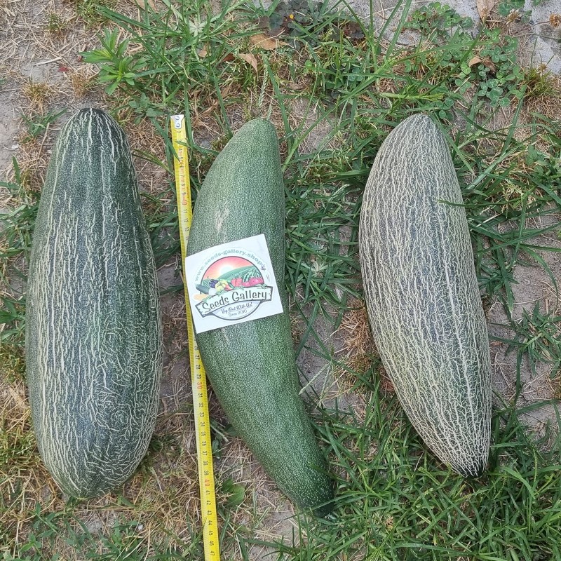 Price: €2.25 - Semillas de Melón Pepino reticulado armenio gigante - Seeds Gallery