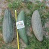 Price: €2.25 - Semillas de Melón Pepino reticulado armenio gigante - Seeds Gallery