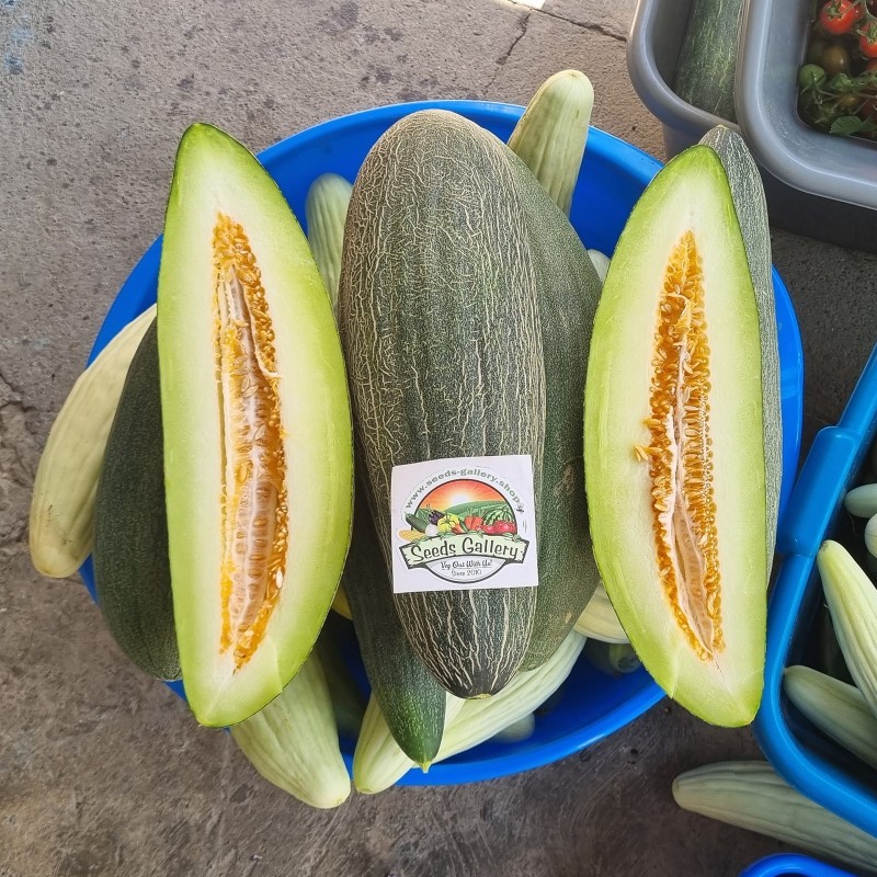 Price: €2.25 - Semillas de Melón Pepino reticulado armenio gigante - Seeds Gallery
