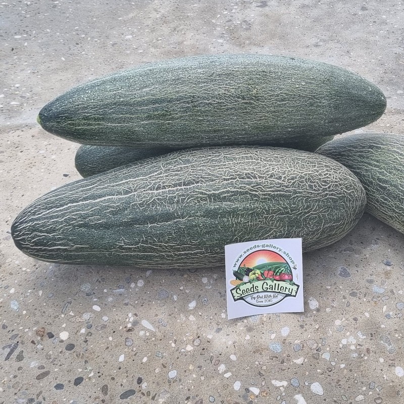 Price: €2.25 - Semillas de Melón Pepino reticulado armenio gigante - Seeds Gallery