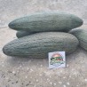 Price: €2.25 - Semillas de Melón Pepino reticulado armenio gigante - Seeds Gallery