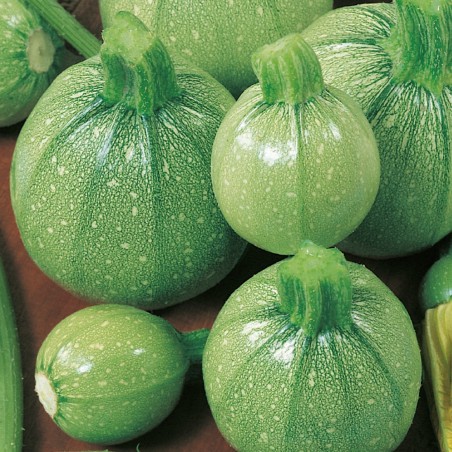 Price: €2.15 - Κολοκυθάκι στρογγυλό σπόροι TONDO CHIARO DI TOSCANA - Seeds Gallery