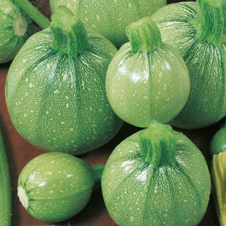 Semi di Zucca Zucchino Tonda Chiara di Toscana