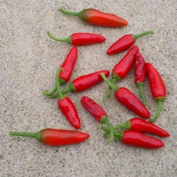 Price: €1.85 - Semillas de Chile Pipi Pinguita de Mono - 