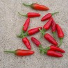 Sementes de Pimenta Pinguita de Mono | 1,85 €