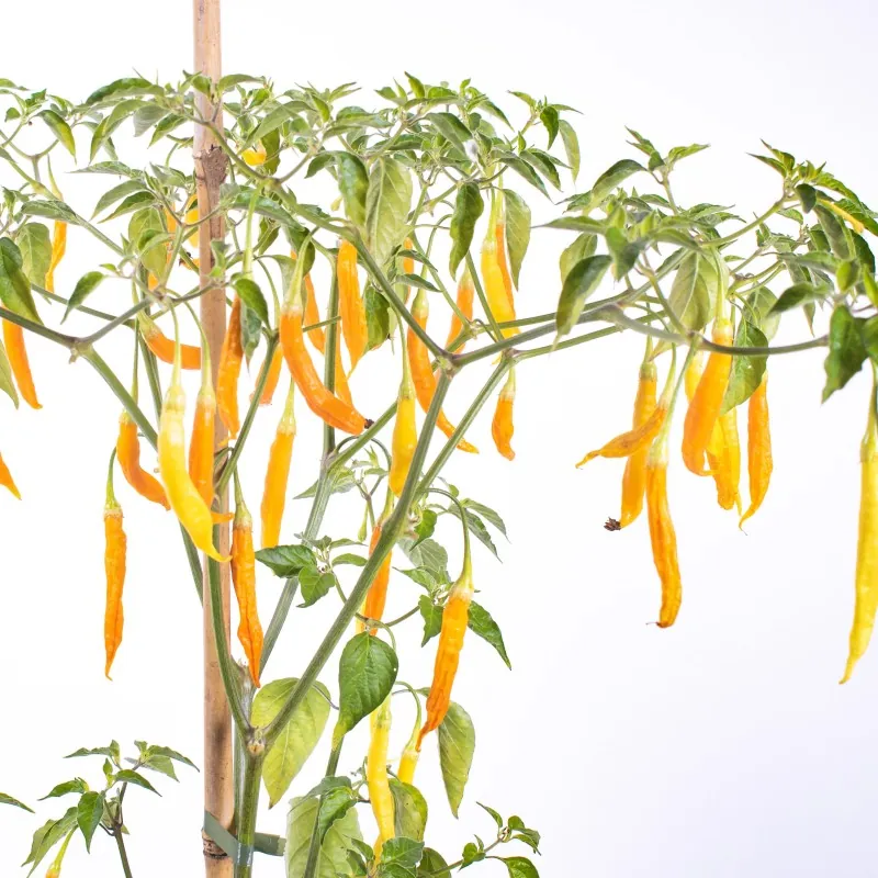Sementes de pimentão Aji Patillo (Capsicum pendulum)