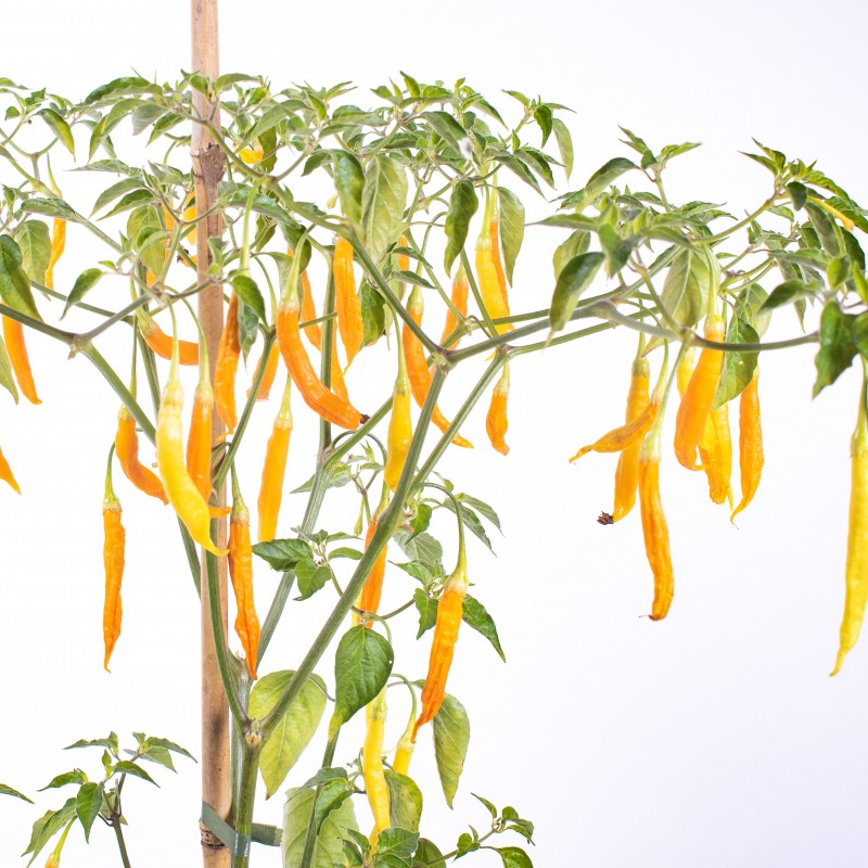 Price: €2.25 - Σπόροι Τσίλι – Πιπέρι Aji Patillo (Capsicum pendulum) - 