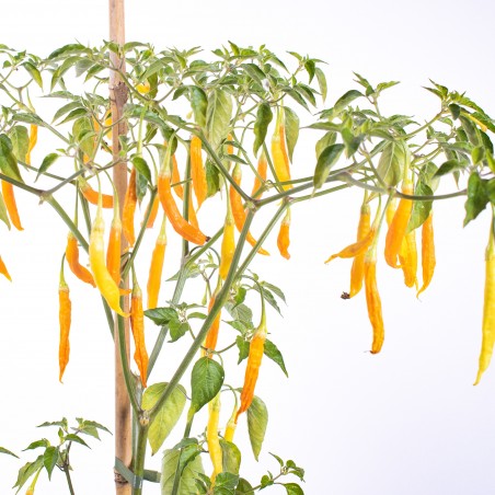 Price: €2.25 - Σπόροι Τσίλι – Πιπέρι Aji Patillo (Capsicum pendulum) -