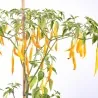 Sementes de pimentão Aji Patillo (Capsicum pendulum)