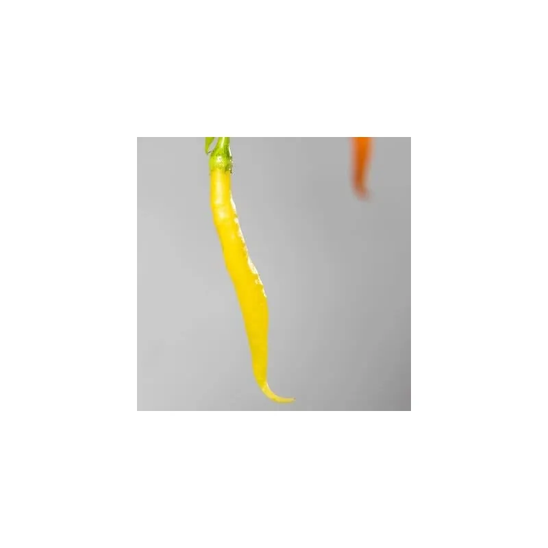 Sementes de pimentão Aji Patillo (Capsicum pendulum)