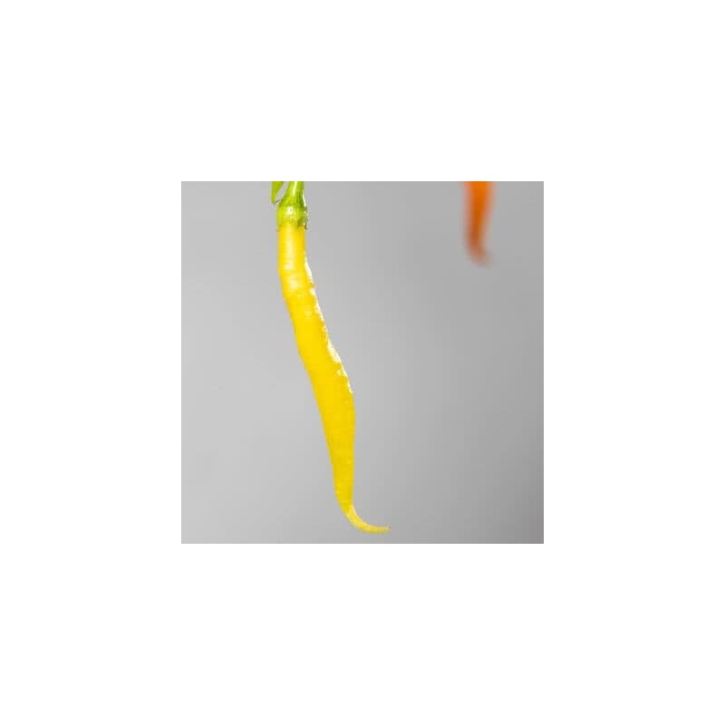 Price: €2.25 - Semi di peperoncino Aji Patillo (Capsicum pendulum) - 