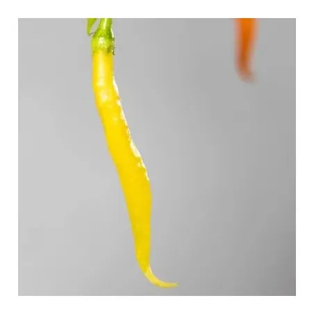 Sementes de pimentão Aji Patillo (Capsicum pendulum)