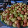 Indian Jujube Seeds (Ziziphus mauritiana) | 1,95 €