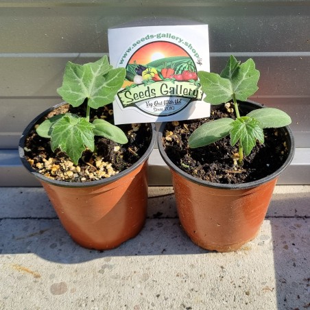 Sementes de Melão Croá ou Caboclo-Cassabanana (Sicana odorifera)