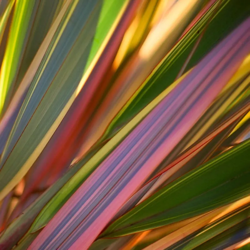 Neuseeländer Flachs Samen (Phormium tenax)