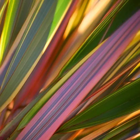 New Zealand flax - Flax lily Seeds (Phormium tenax)