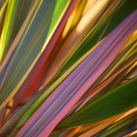 Price: €1.75 - Sementes de Espadana, Linho-da-Nova-Zelândia (Phormium tenax) - 