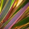 Neuseeländer Flachs Samen (Phormium tenax)