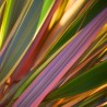 Price: €1.75 - Sementes de Espadana, Linho-da-Nova-Zelândia (Phormium tenax) - 