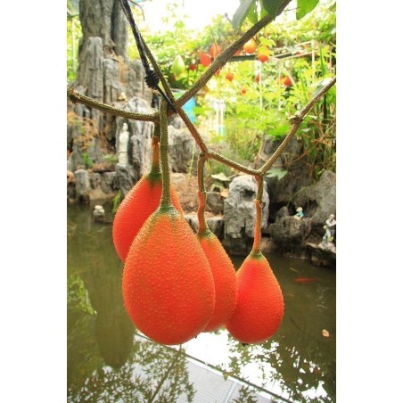 Gacfrucht, Gac Fruit, Baby Jackfrucht Samen