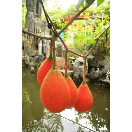 Σπόροι Gac Fruit (Momordica cochinchinensis)