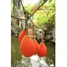 Σπόροι Gac Fruit (Momordica cochinchinensis)