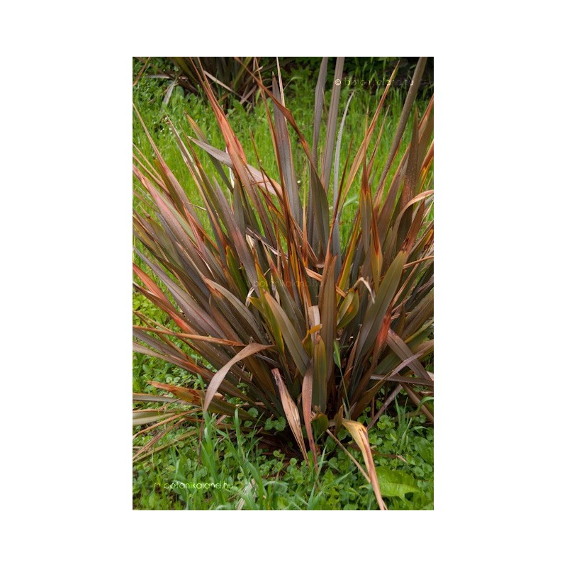 Price: €1.75 - Semillas de Lino de Nueva Zelanda (Phormium tenax) - 