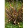 Neuseeländer Flachs Samen (Phormium tenax)