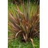 Price: €1.75 - Sementes de Espadana, Linho-da-Nova-Zelândia (Phormium tenax) - 