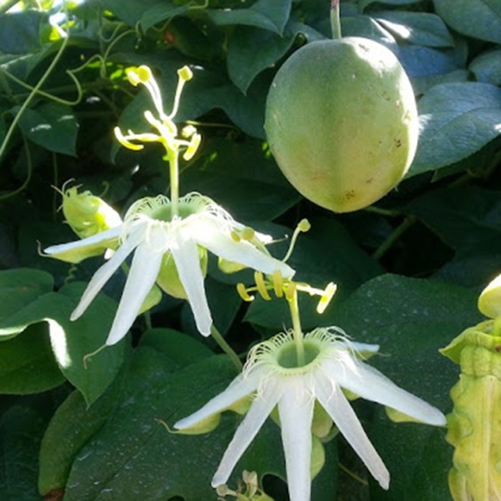 Nasiona SURURUCA (Passiflora setacea) - 2.7