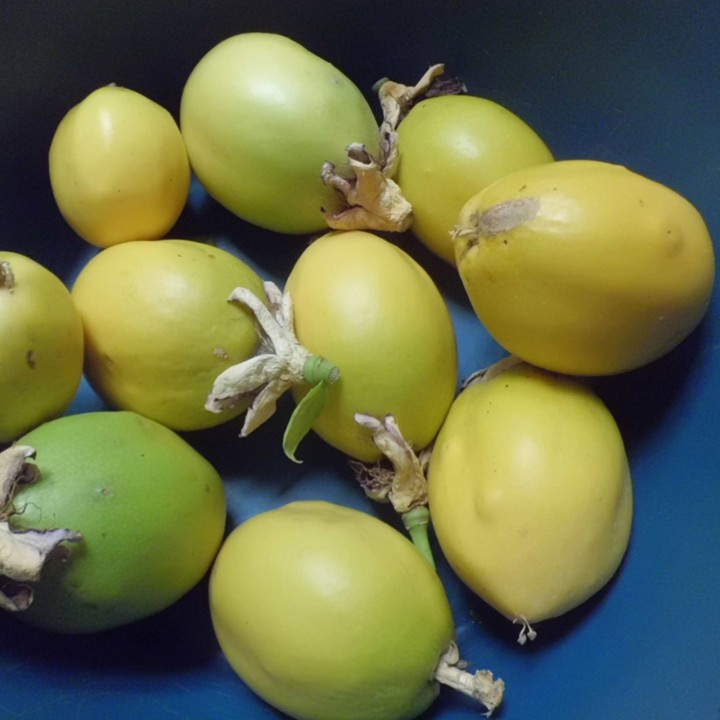 Nasiona SURURUCA (Passiflora setacea) - 2.7