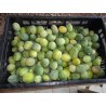 Price: €3 - Semi SURURUCA (Passiflora setacea) - Unbranded