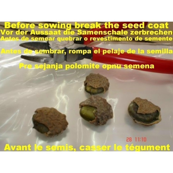 Gac Exotic Fruit Seeds (Momordica cochinchinensis) - 3.85