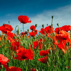 Kornvallmo frön (Papaver...