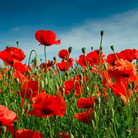 Price: €2.05 - Semințe Mac de câmp (Papaver rhoeas) - 