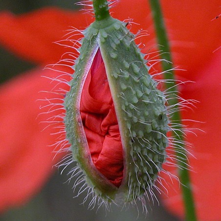 Price: €2.05 - Semințe Mac de câmp (Papaver rhoeas) - 
